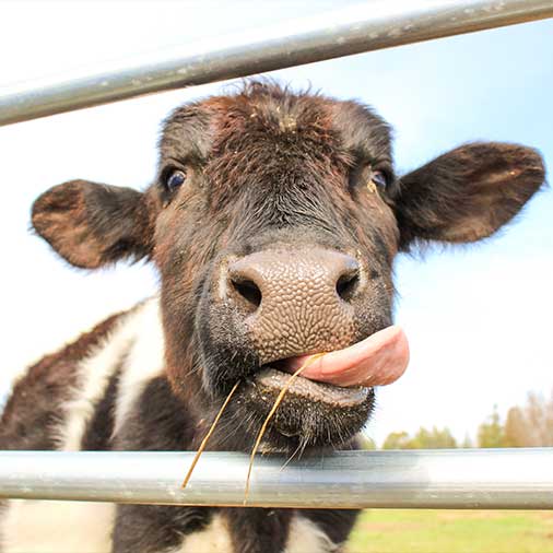 a stock image of a cow