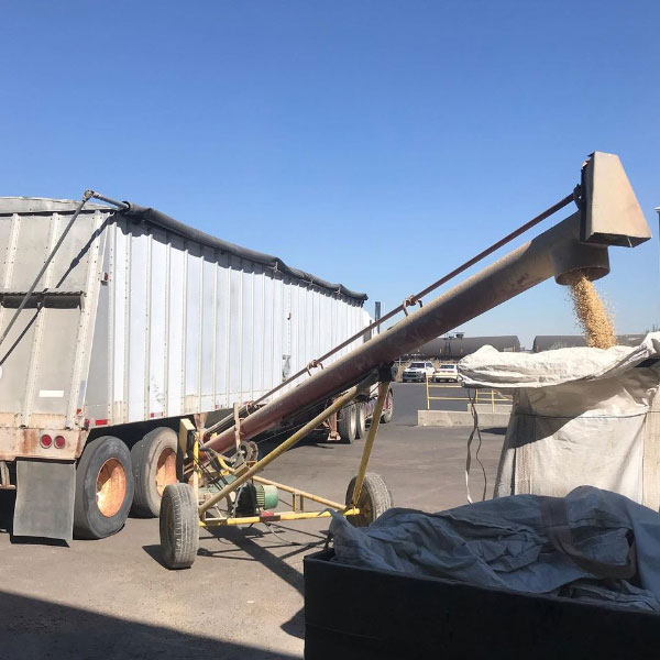 a large trailer unloading grain at the malt house