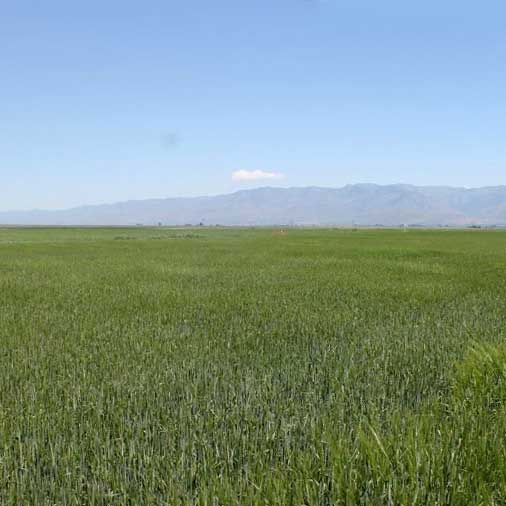 a cache county farm field with green barley