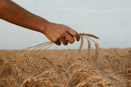 a field with golden grain growing